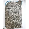 1kg Premium Kin Sang Large Original Sunflower Seeds